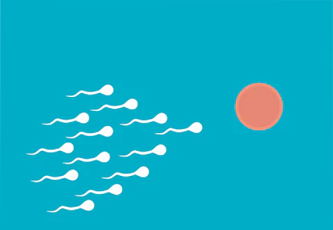 Read more about the article Sperma, de betekenis, functie, tips en feiten