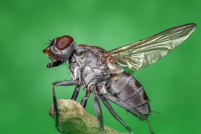 Spanish Fly